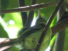 Hemitriccus orbitatus