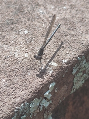 Argia fumipennis