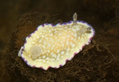Goniobranchus albopustulosus