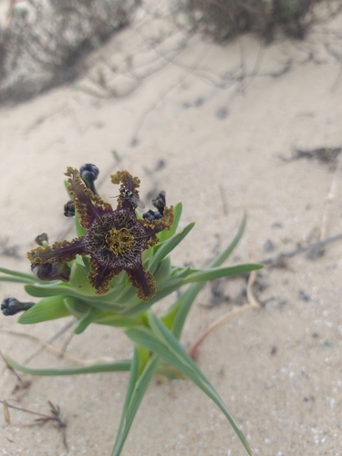 Image of Ferraria foliosa by no rights reserved