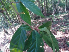 Paypayrola grandiflora