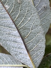 Salix sitchensis