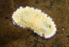Goniobranchus albopustulosus
