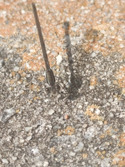 Argia fumipennis