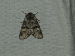 Brachylomia cascadia