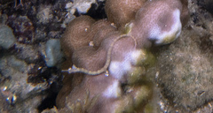 Syngnathidae
