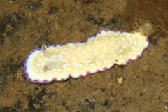 Goniobranchus albopustulosus