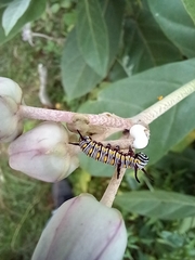 Danaus