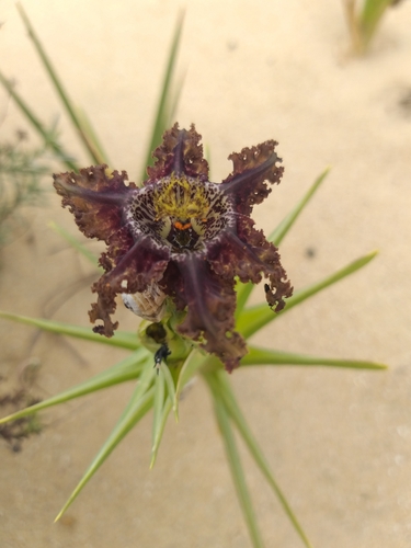 Image of Ferraria foliosa by no rights reserved