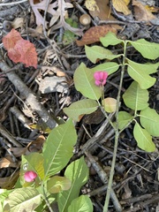 Euonymus atropurpureus