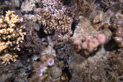 Syngnathidae