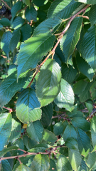 Cerasus