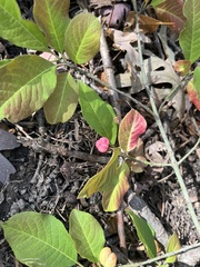 Euonymus atropurpureus
