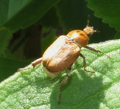 Ceraspis