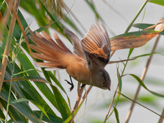 Panurus biarmicus