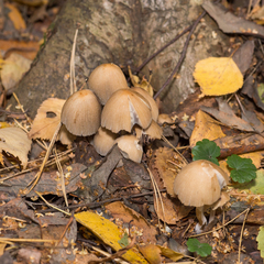 Coprinellus micaceus