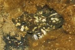 Istiblennius zebra