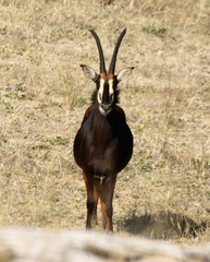 Hippotragus niger niger