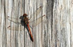 Sympetrum vulgatum
