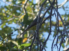 Myiarchus