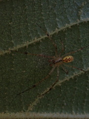Pityohyphantes