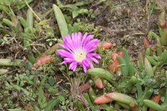 Disphyma crassifolium