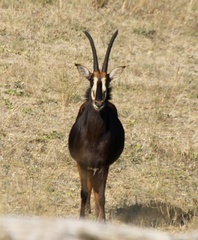 Hippotragus niger niger