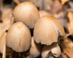 Coprinellus micaceus