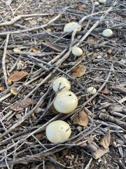 Leratiomyces percevalii