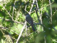 Myiarchus