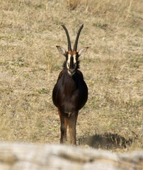 Hippotragus niger niger