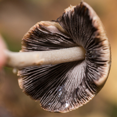 Coprinellus micaceus