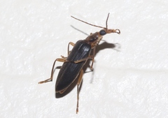 Oedemeridae