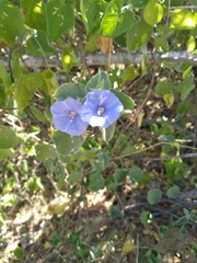 Jacquemontia abutiloides