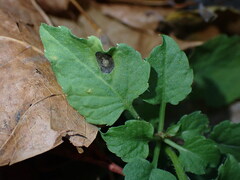 Ramularia macrospora