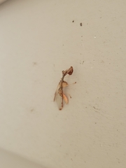 Dicromantispa interrupta