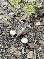 Leratiomyces percevalii