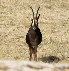 Hippotragus niger niger