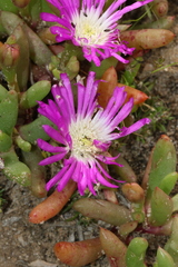Disphyma crassifolium