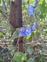 Jacquemontia abutiloides