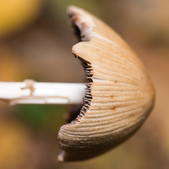 Coprinellus micaceus