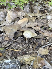 Leratiomyces percevalii