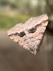 Frederickia s-signata