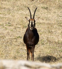 Hippotragus niger niger