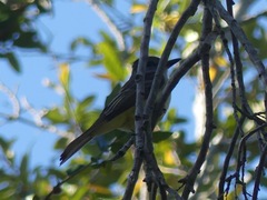 Myiarchus