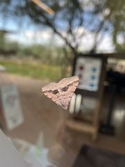 Frederickia s-signata