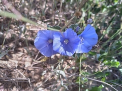 Jacquemontia abutiloides