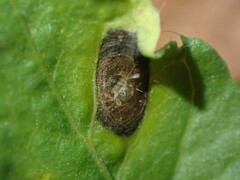 Ramularia macrospora