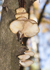 Pleurotus ostreatus