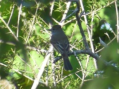 Myiarchus
